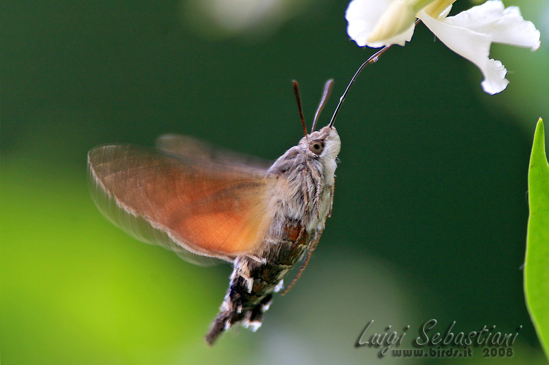 Macroglossum stellatarum